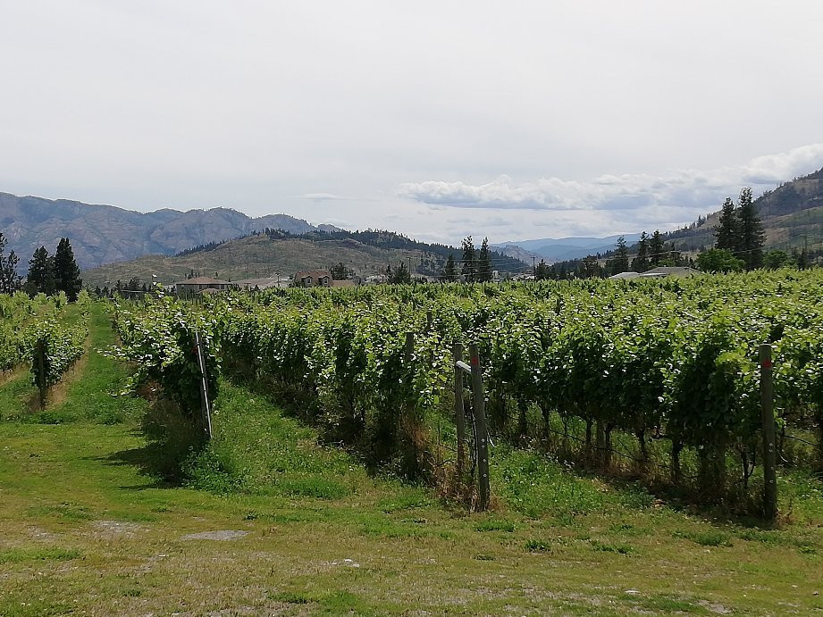 Kalala Organic Estate Winery景点图片