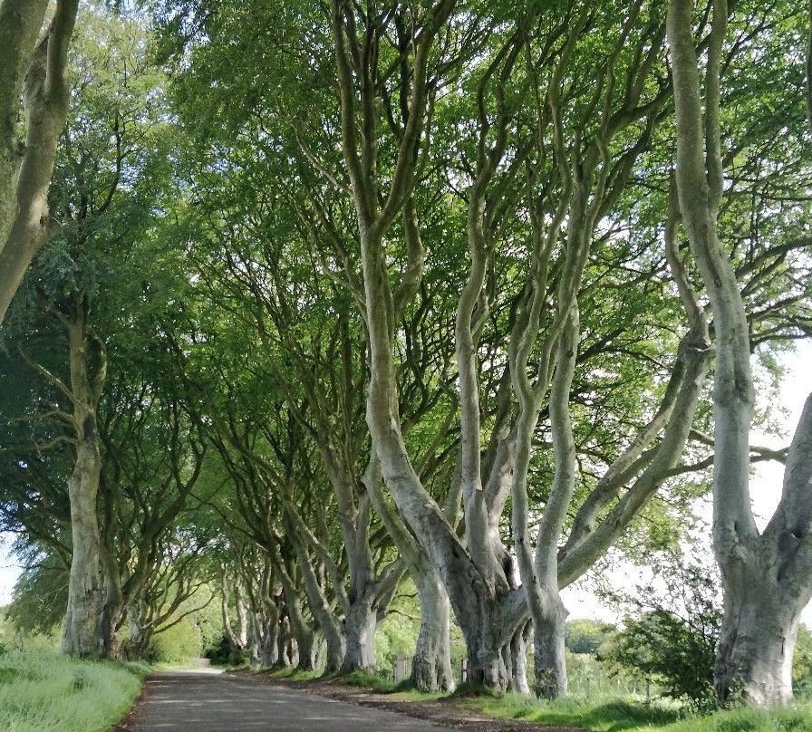 Dark Hedges Experience景点图片