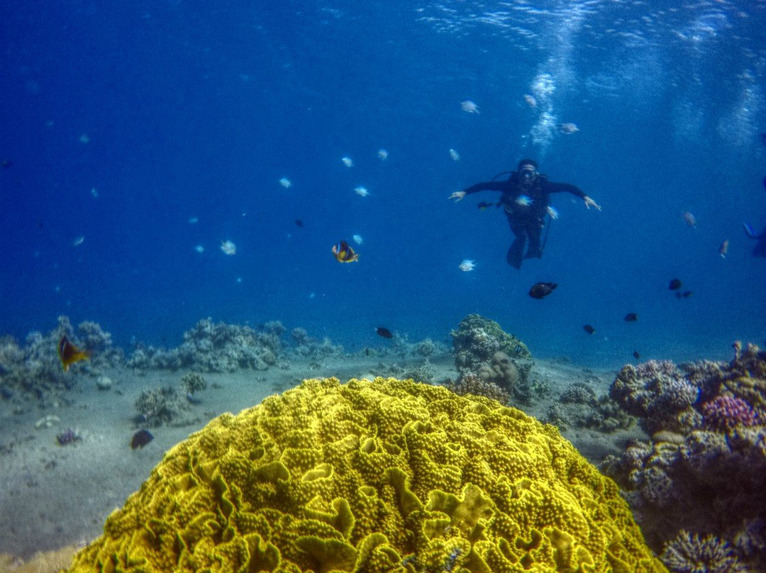 Aqaba International Dive Center景点图片