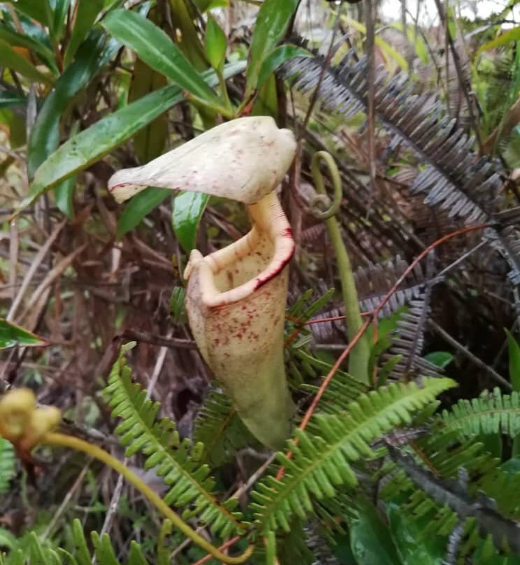 Marudi Longhouse Cycling Adventures-美里必去景点