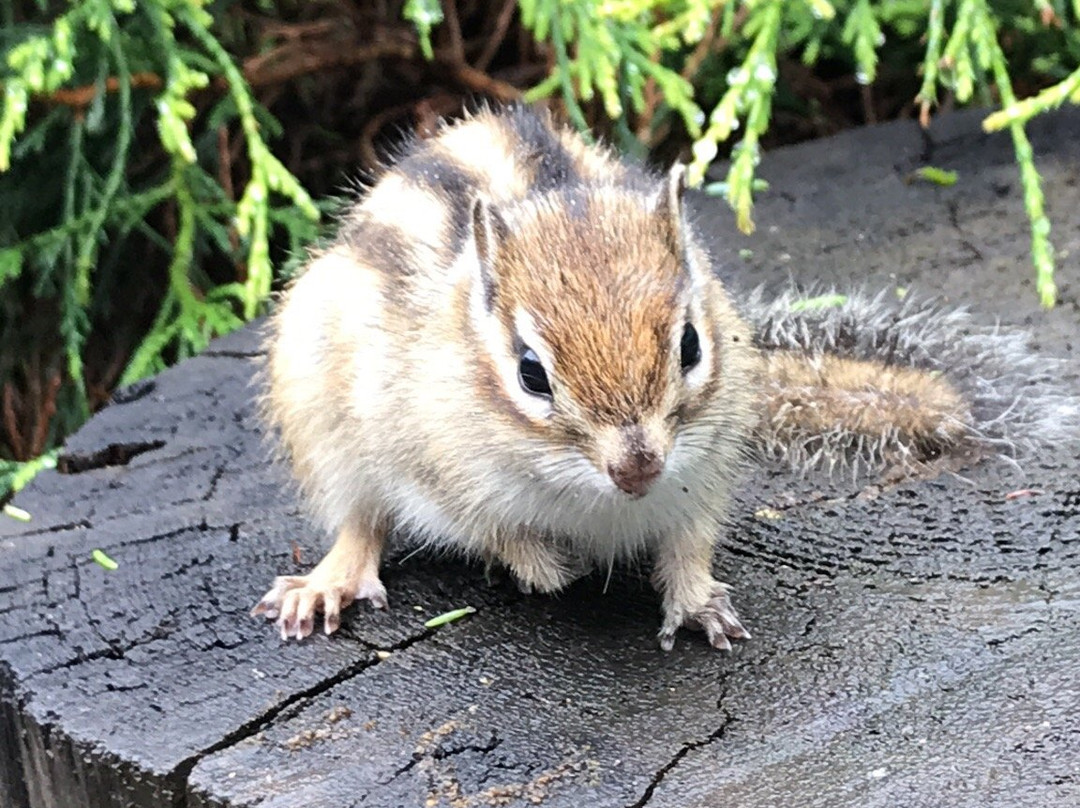 Okhotsk Chipmunk Park-网走市必去景点