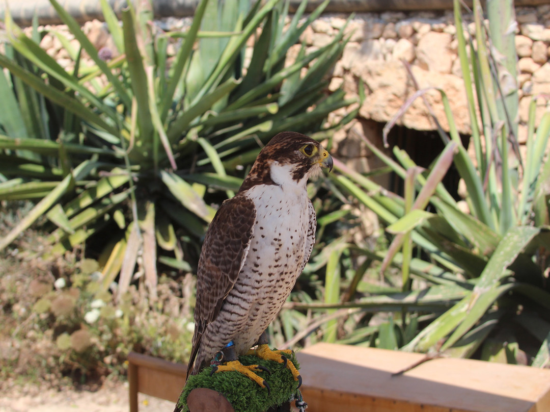 Sharp Sight Falconry-Qrendi必去景点