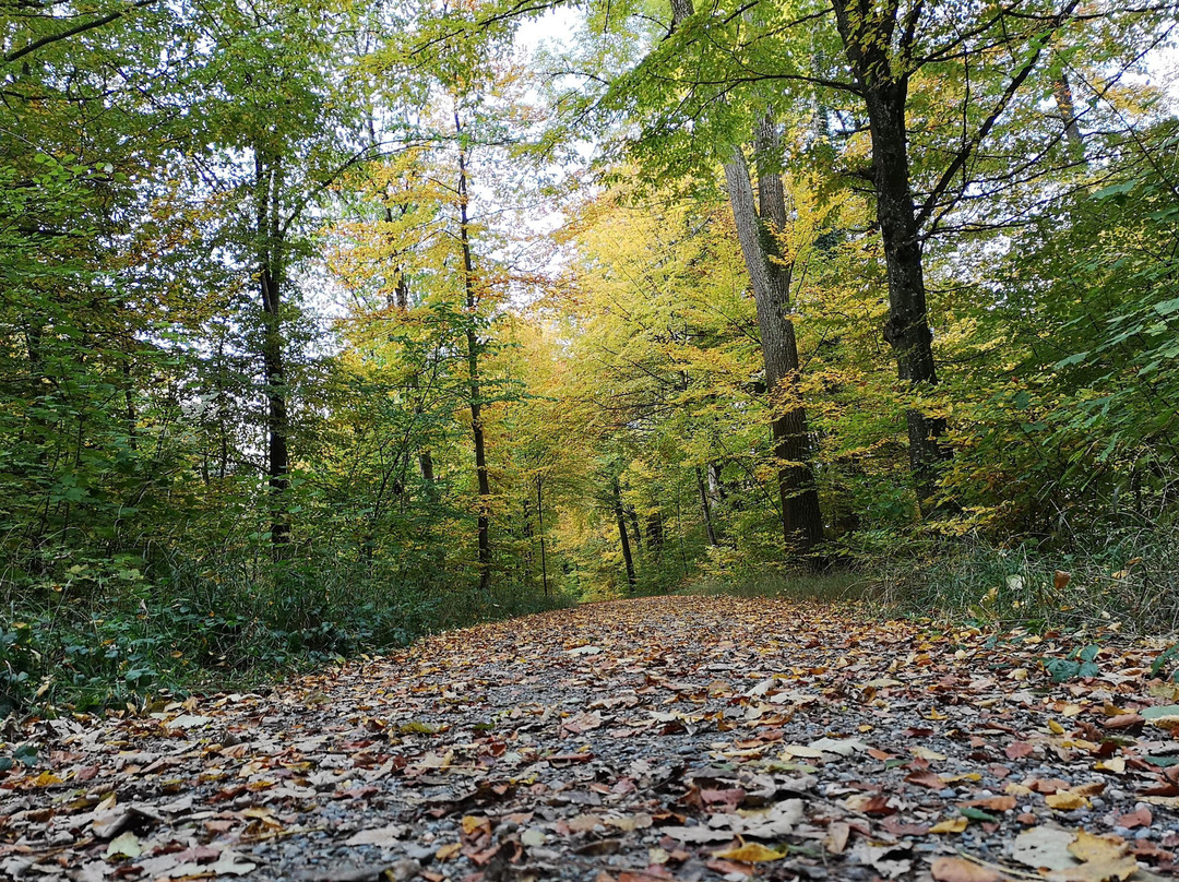 Der Nachtwanderer-苏黎世必去景点