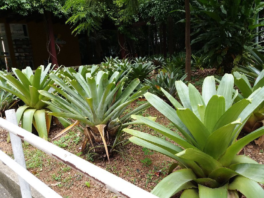 Parque Prefeito Mário Covas-圣保罗必去景点