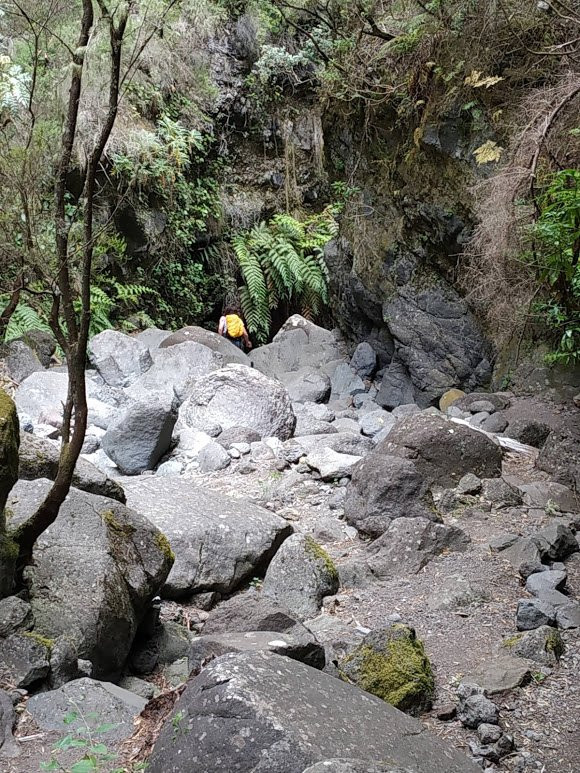 Bosque de Los Tilos景点图片