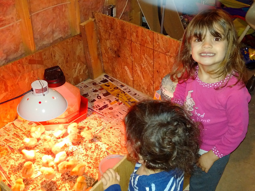 Fenek Farms-Lumsden必去景点