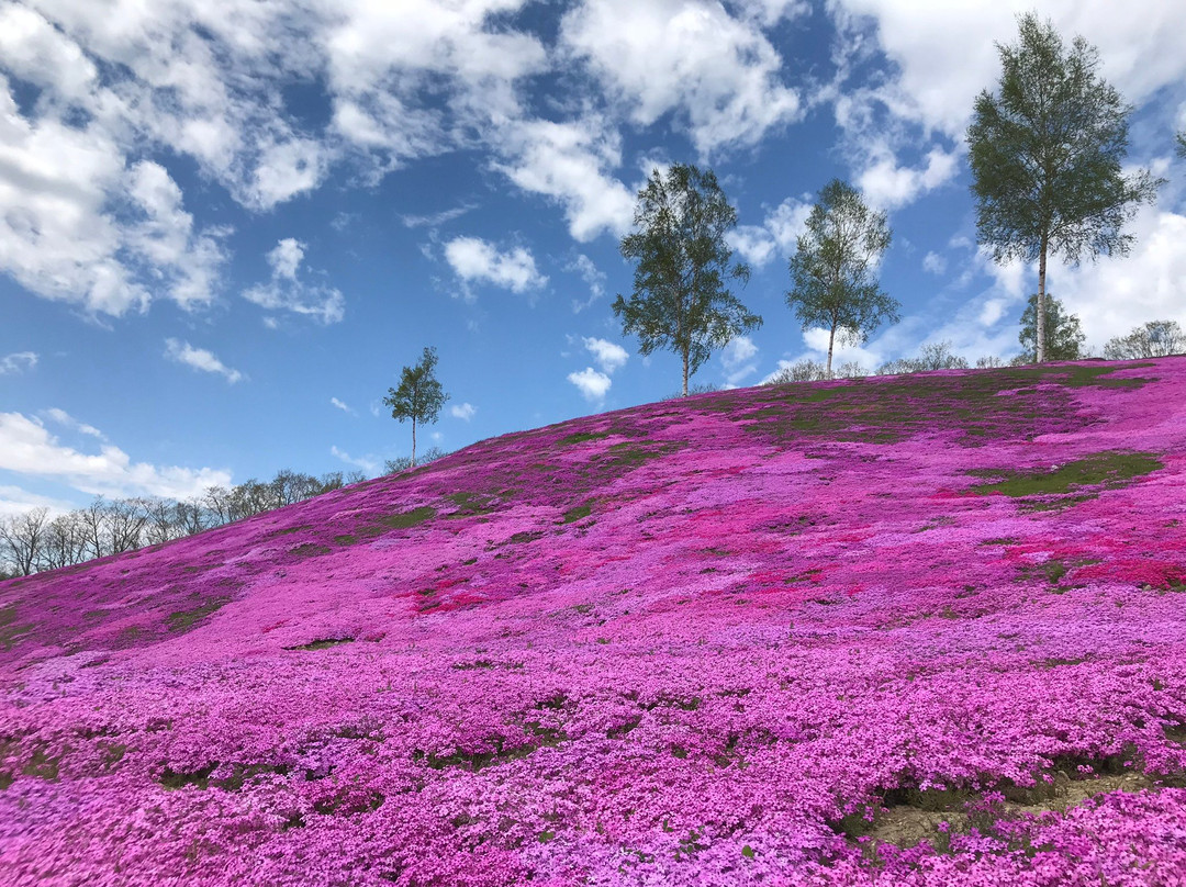 Shibazakura Takinoue Park-泷上町必去景点