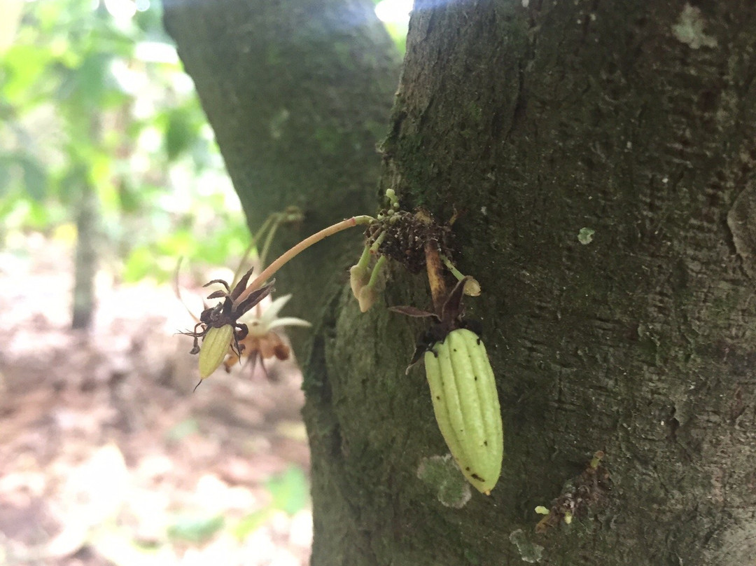 Ghana Cocoa Tours-Mampong必去景点