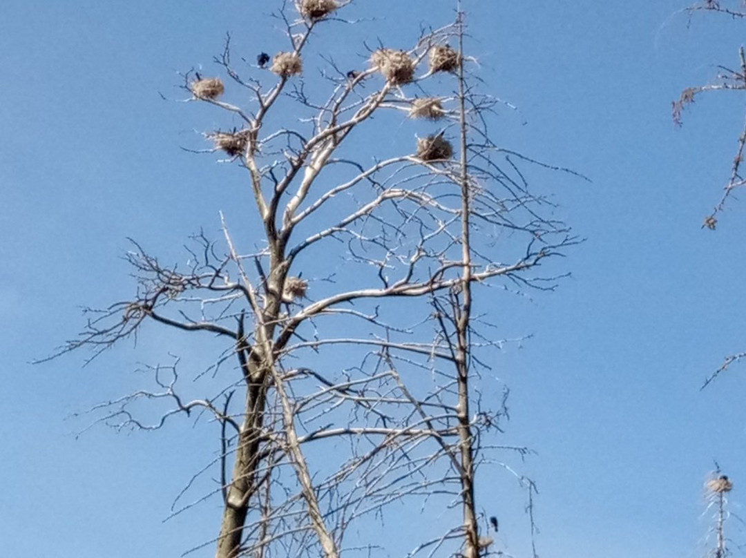 Herons and Cormorants Colony of Juodkrantė-Juodkrante必去景点