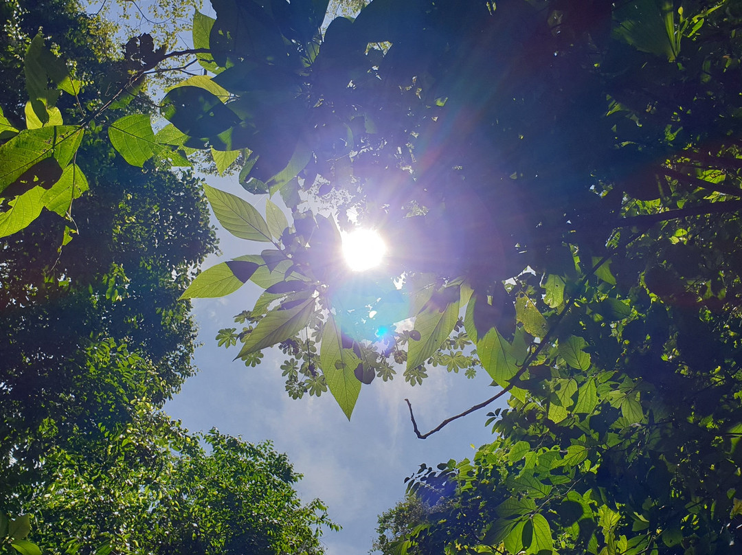 Rainforest Rides & Rappelling景点图片