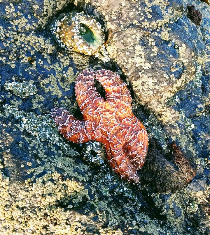 The Waldport Inn主图