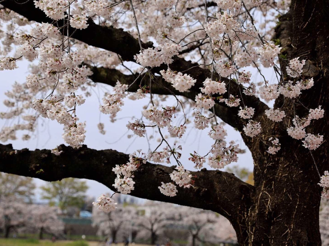 Senbon Cherry Blossom in Akagi Nammen景点图片