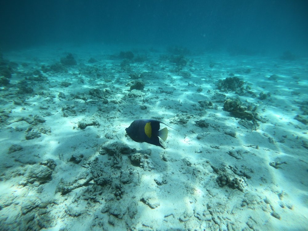 Carless Reef-赫尔格达必去景点
