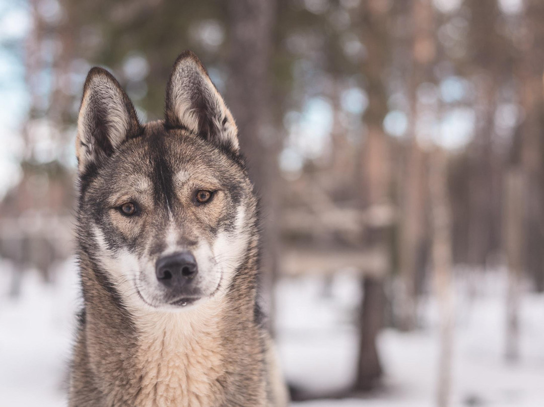 3D NORDIC, chiens de traîneau-Praz Sur Arly必去景点