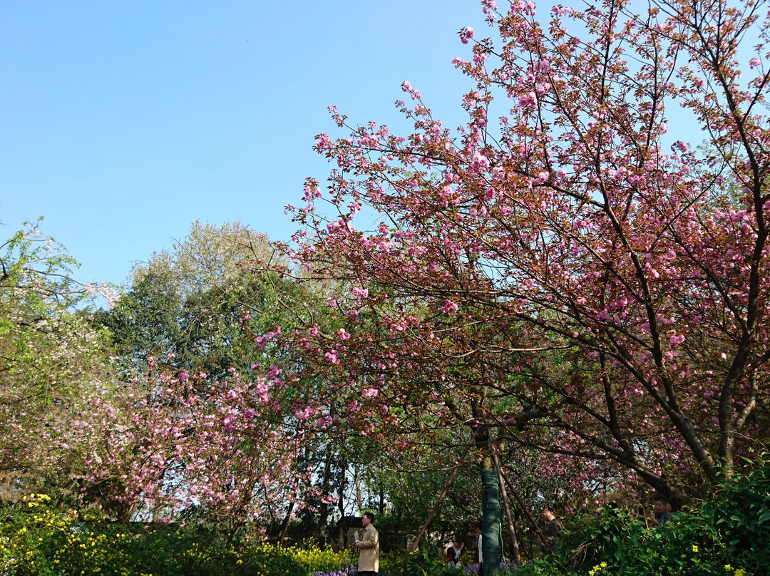 武汉东湖磨山樱园-武汉市必去景点