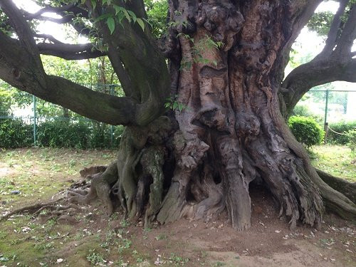 Shi Tree of the Former Hosokawa Residence景点图片