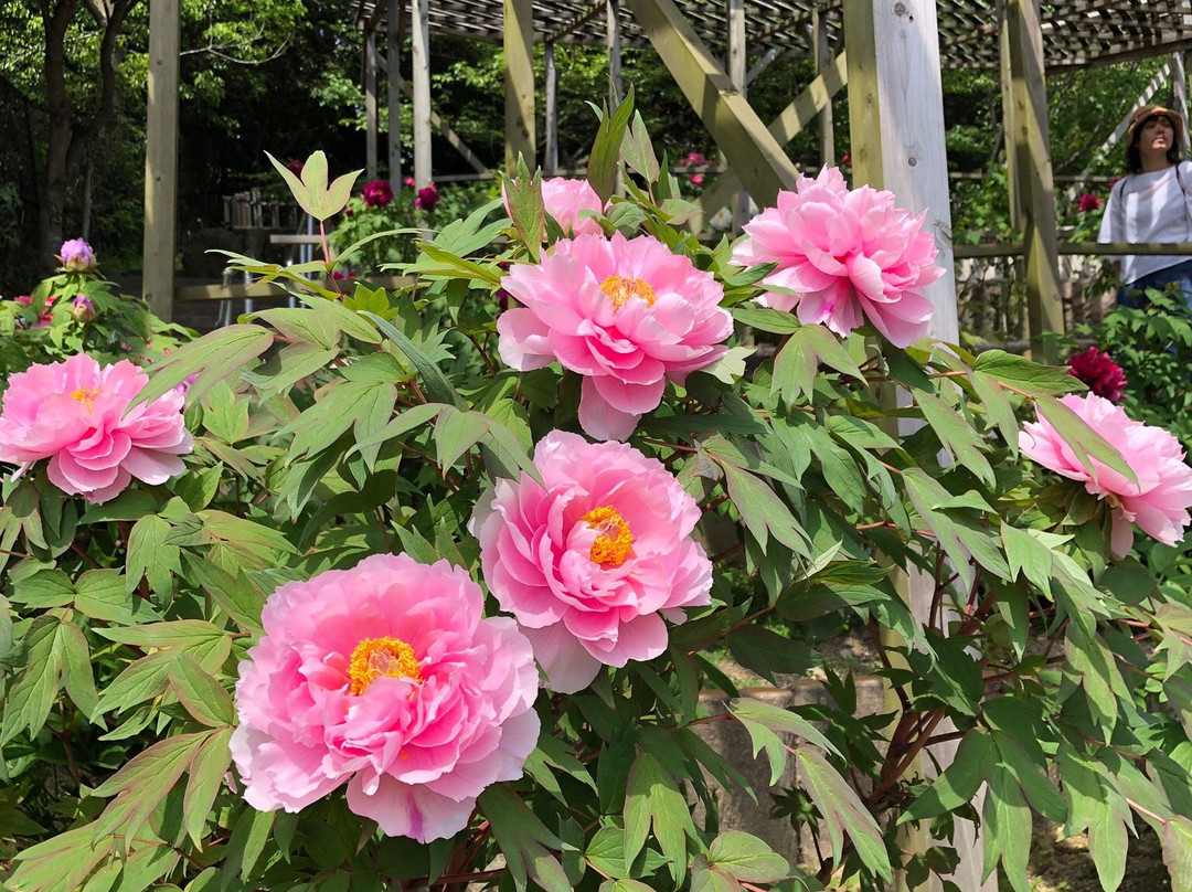 Nagatani Botan Garden-宝冢市必去景点