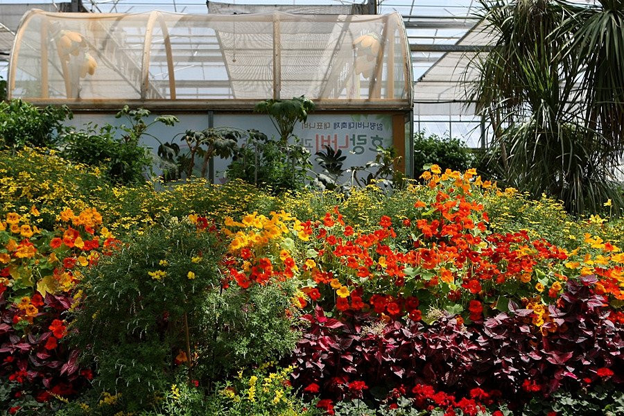 Hampyeong Expo Park - Butterfly Insect Ecosystem-咸平郡必去景点