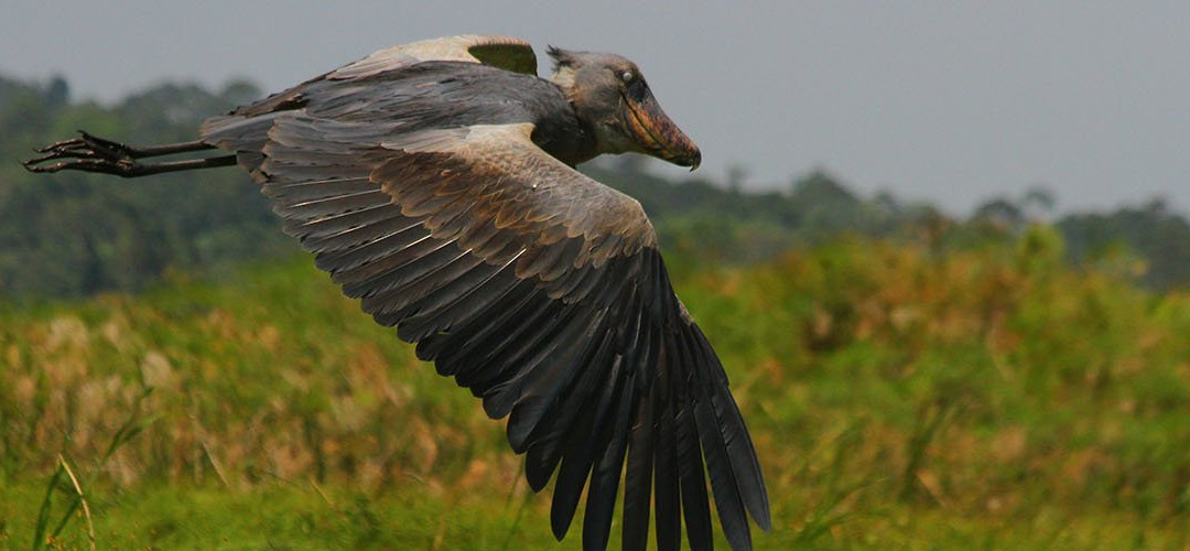 Ntoroko旅游攻略图片