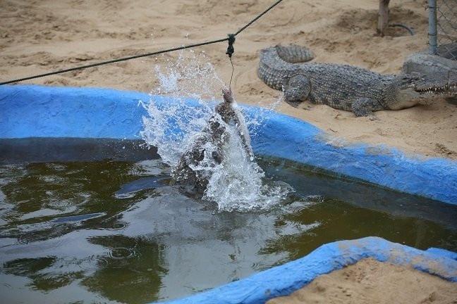 Noopak Crocodile park景点图片