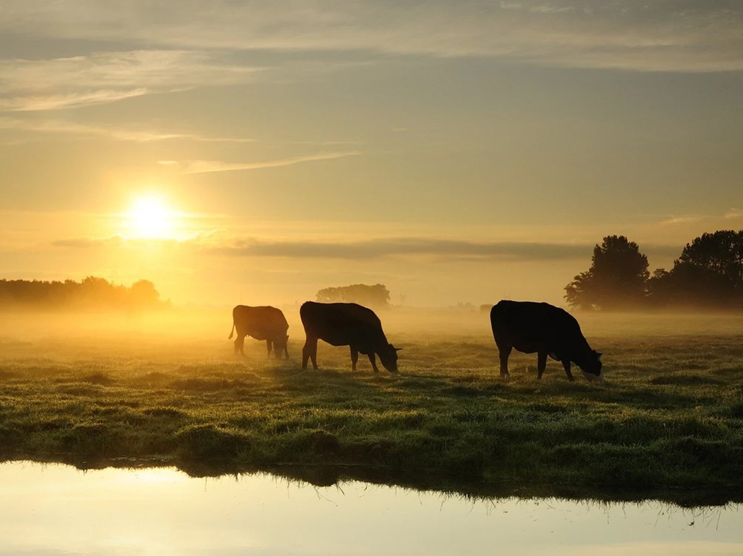 Organic Cheesefarm, Ruyge Weyde-Oudewater必去景点