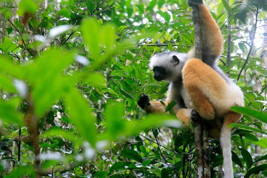 Madagascar Treasure Visit Tour-安塔那那利佛必去景点