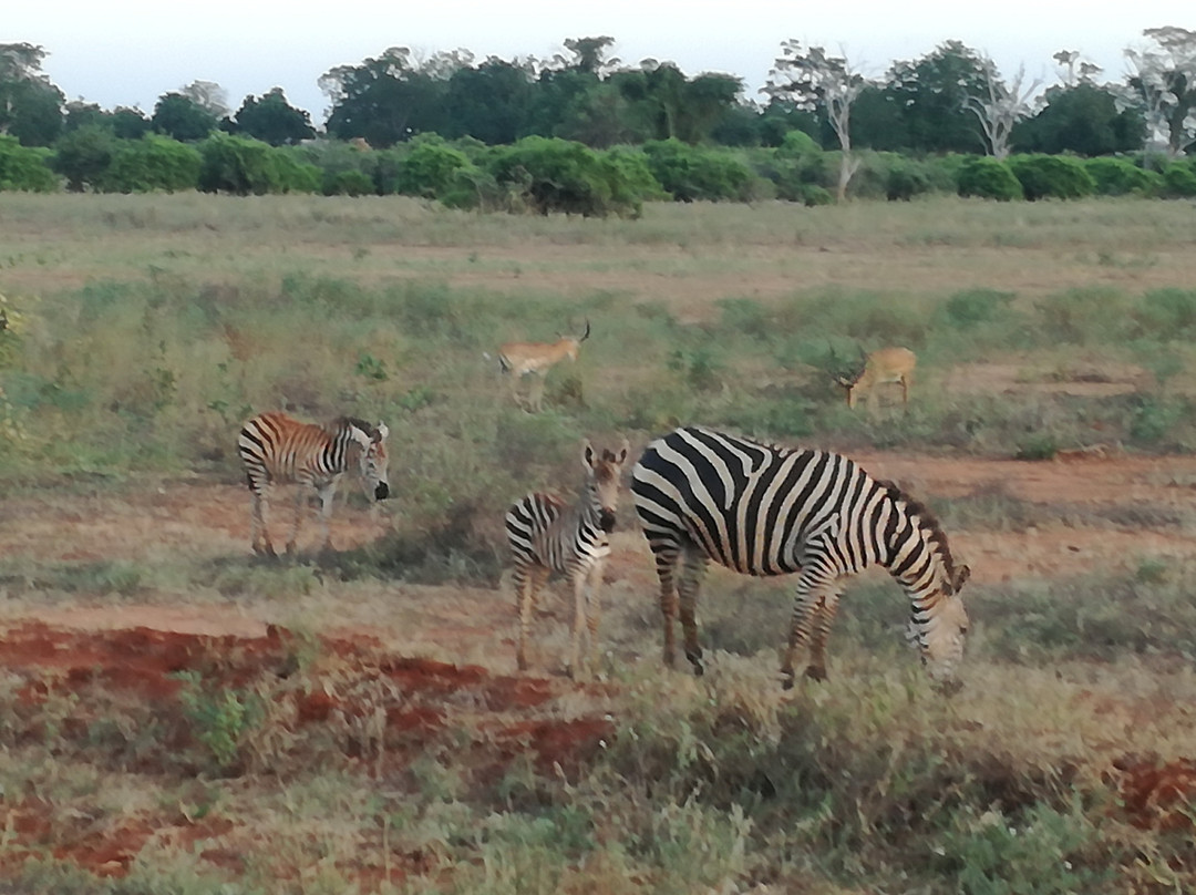 Safari Kenya Top - Private Day Tours-瓦塔木必去景点