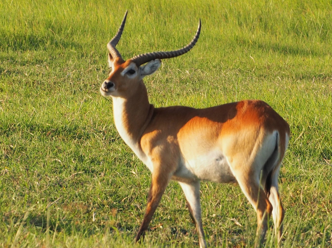 Moremi Game Reserve景点图片