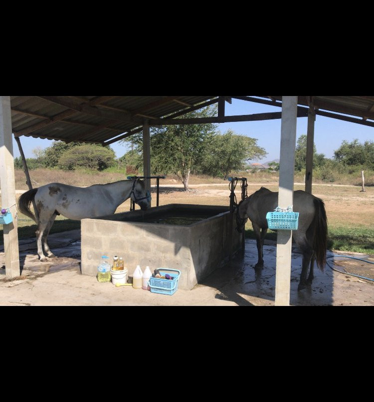 Hua Hin Horse Club-Nong Kae必去景点