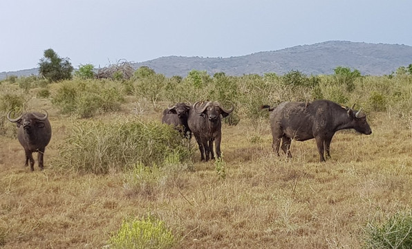 Costo Tours & Adventure Activities - Day Tours-蒙巴萨必去景点