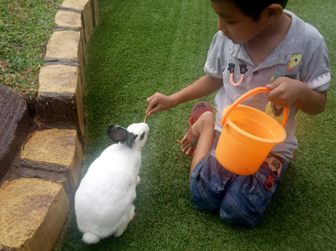 Rabbit Forest景点图片
