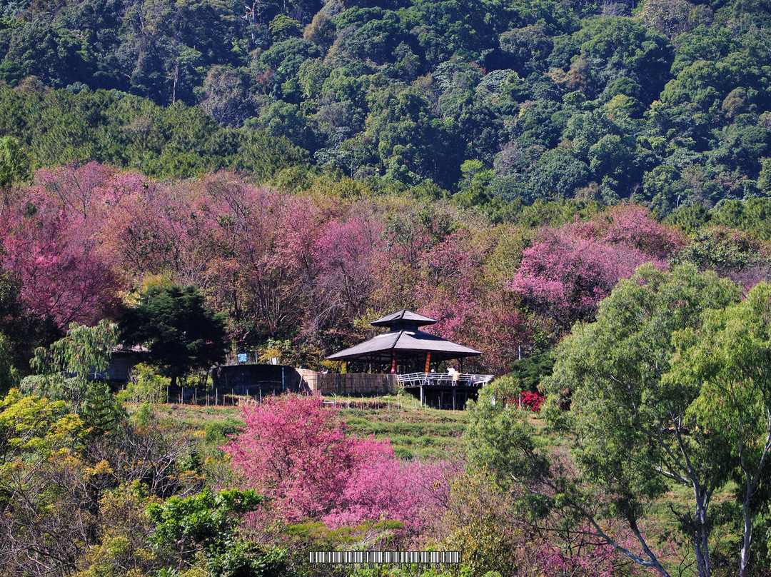 Chiang Mai Royal Agricultural Research Centre (Khun Wang)-夜旺必去景点
