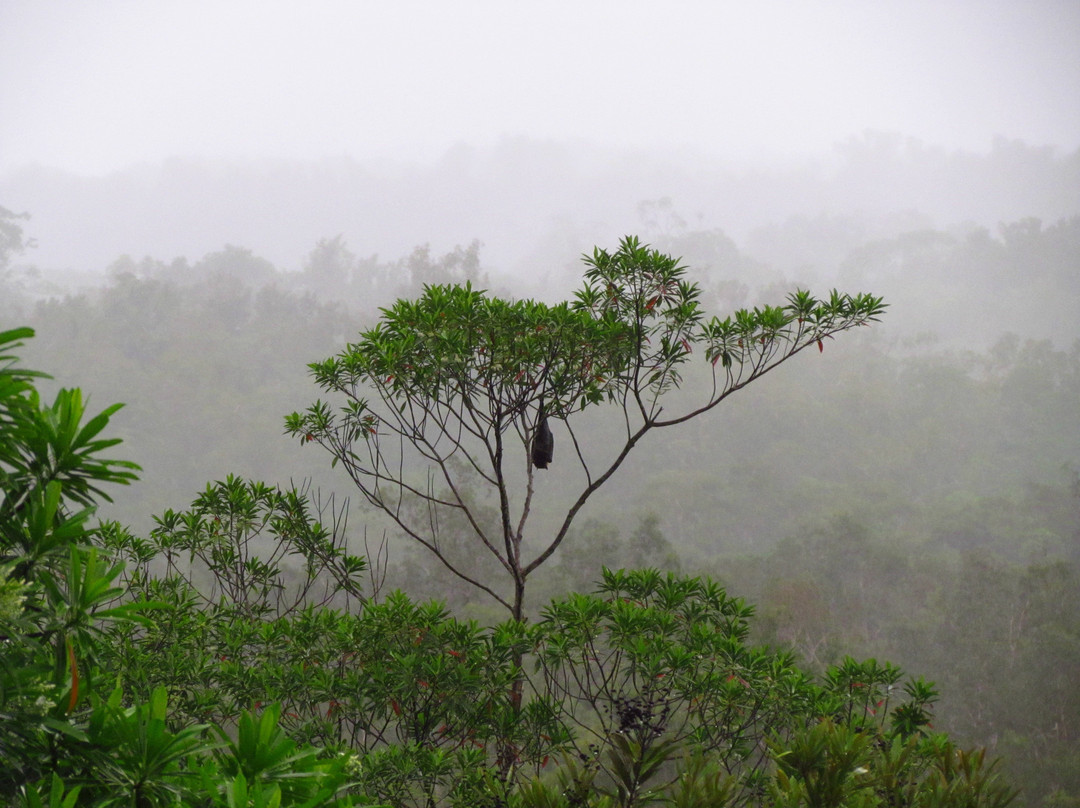 Daintree Manor B&B主图