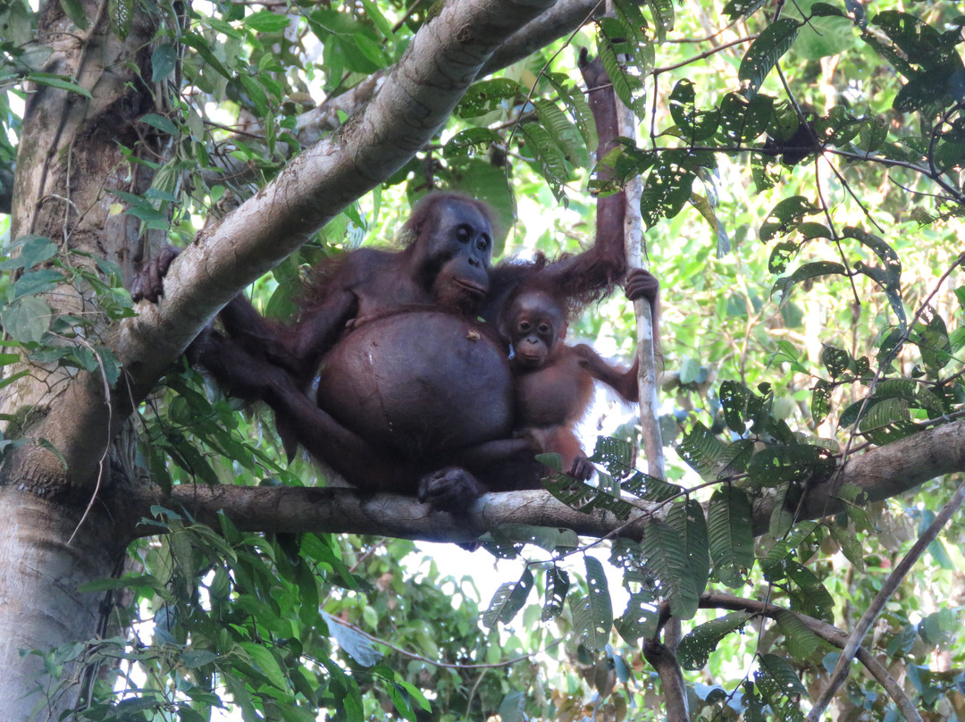 Tabin Lodge and Wildlife Rainforest Tour-拉哈达图必去景点