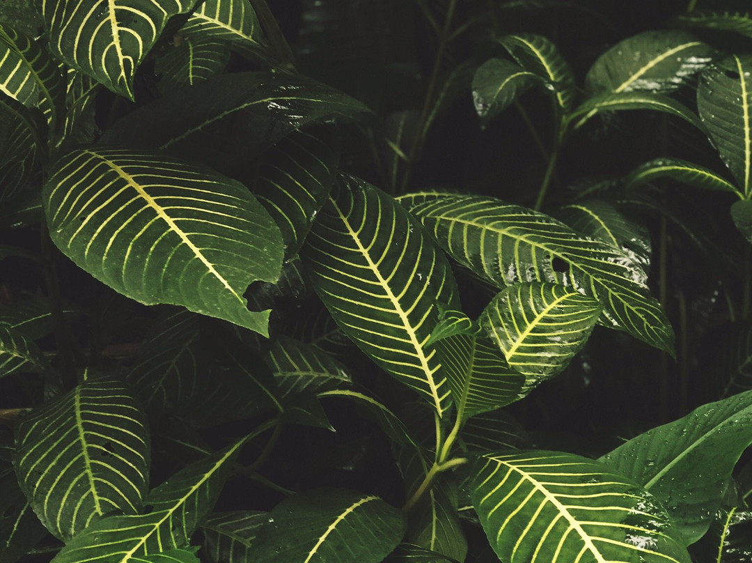 El Abrazo del Arbol主图