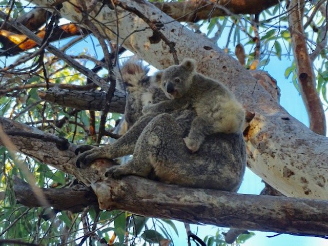 Magnetic Island Bed & Breakfast主图
