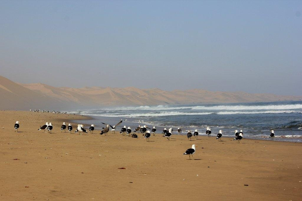 Dolphin Tours Namibia Eco Friendly Desert Tours-华维斯湾必去景点