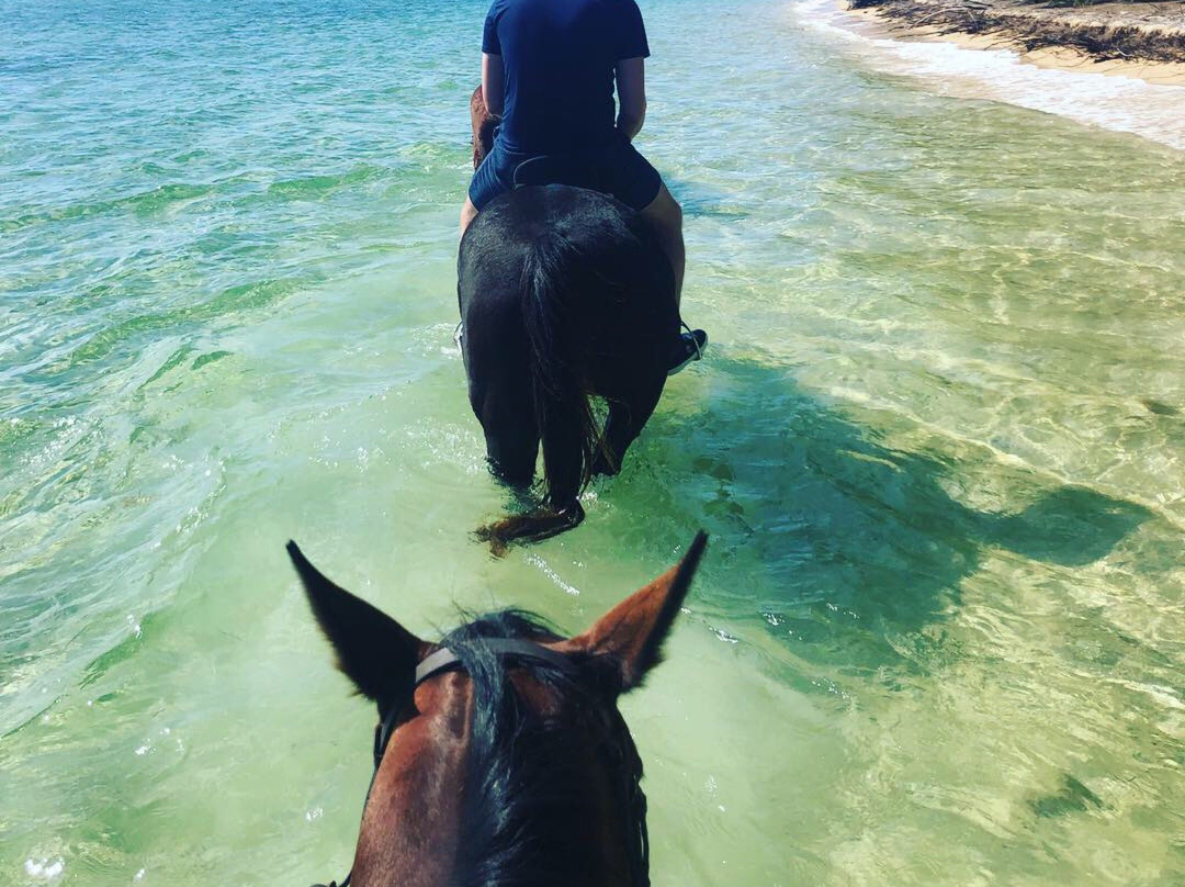 Happy Trails Stables, Windsor Equestrian Centre-新普罗维登斯岛必去景点