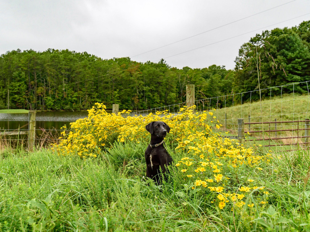 Wolf Creek Farm B & B主图