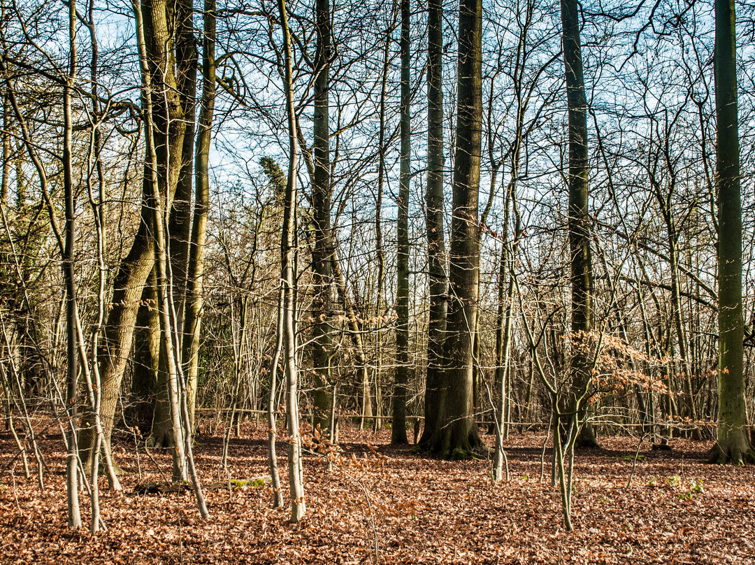High Elms Country Park景点图片