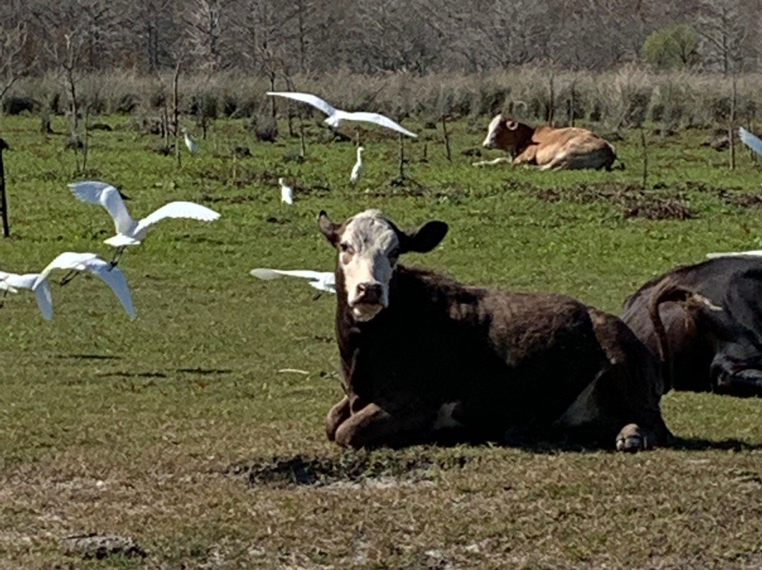 Ray's Airboat Rides-Christmas必去景点