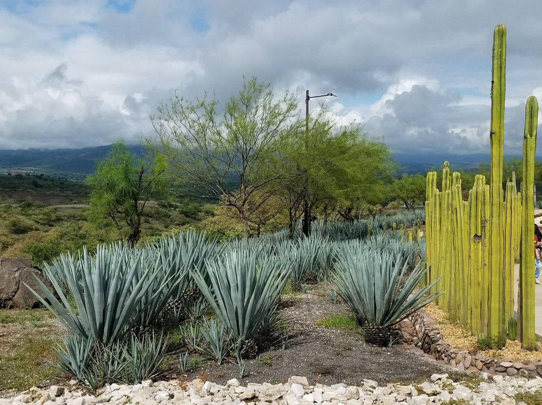 Jardines de México景点图片