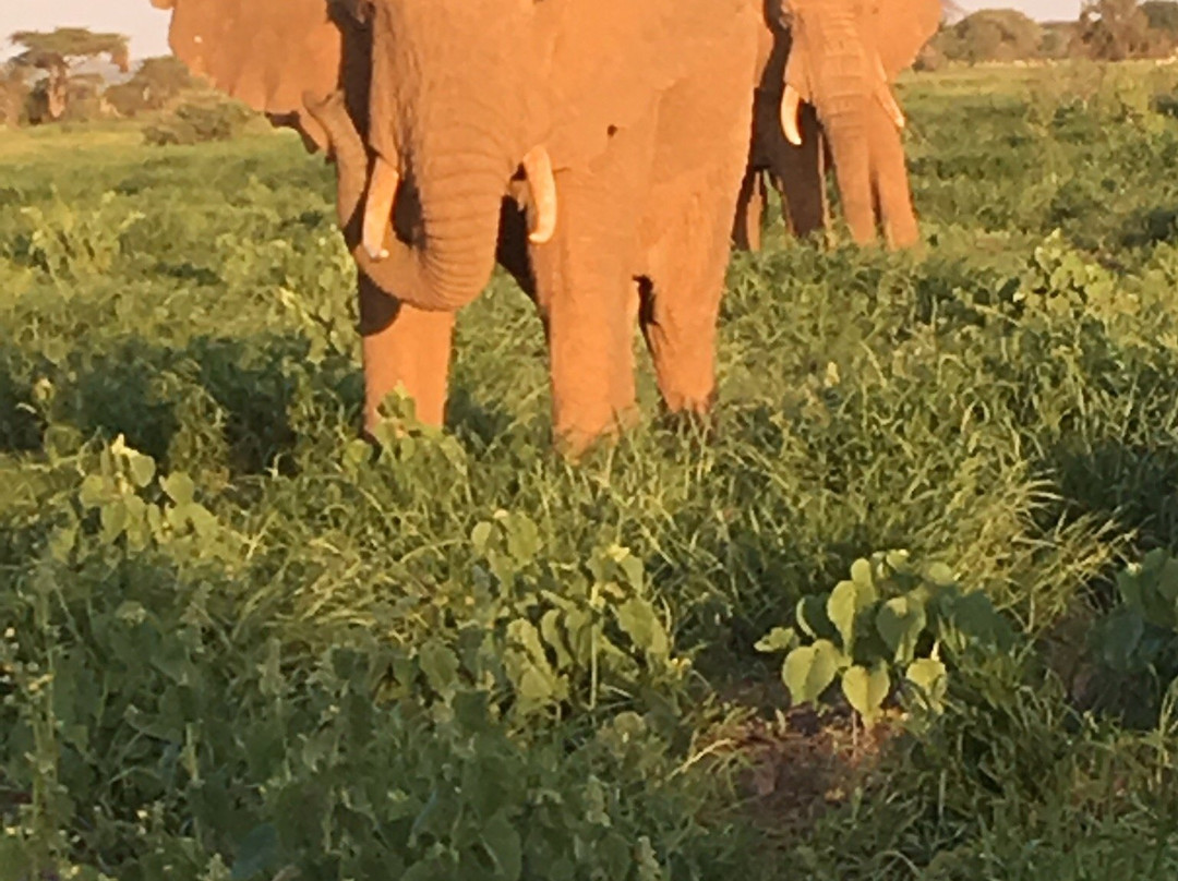 Selenkay Conservancy-Amboseli Eco-system必去景点