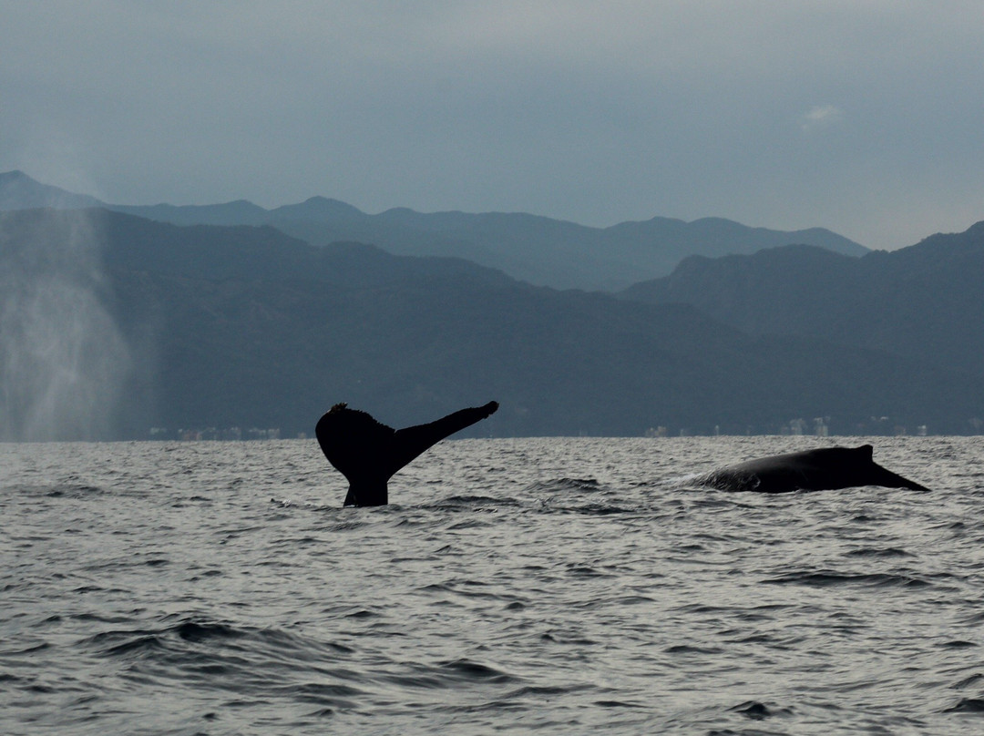 BIOCEAN Wildlife Encounters-新瓦雅塔必去景点
