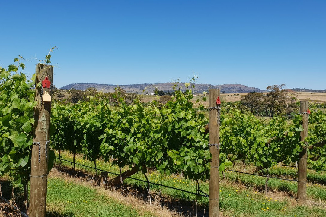 Wobbly Boot Vineyard-Campania必去景点