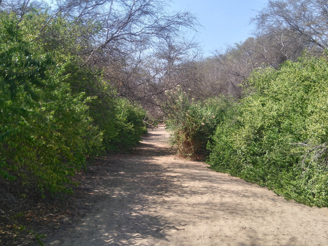 Bosque El Canoncillo-Pacasmayo必去景点