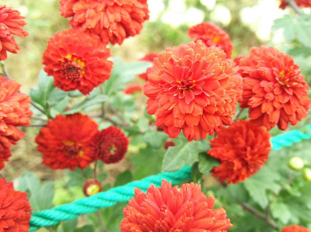 Maehara Park-狛江市必去景点