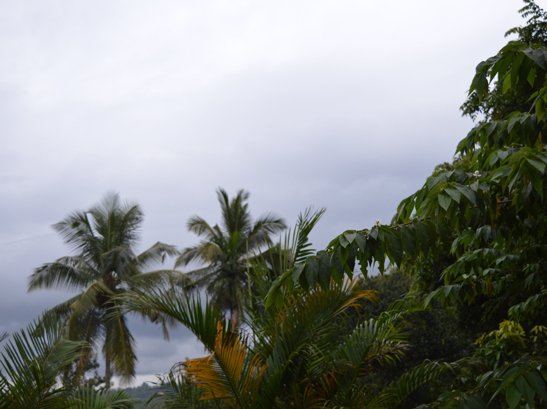 Three Roots Resort主图