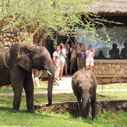 Tupo Africa Tours-乞力马扎罗山国家公园必去景点