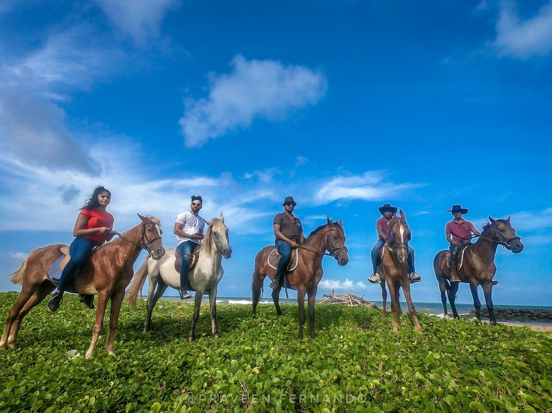 Royal Horse Carriages景点图片